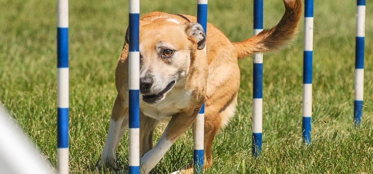 Aac dog shop agility